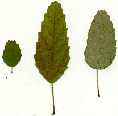 Croton_glandulosus_pressed_leaves.jpg