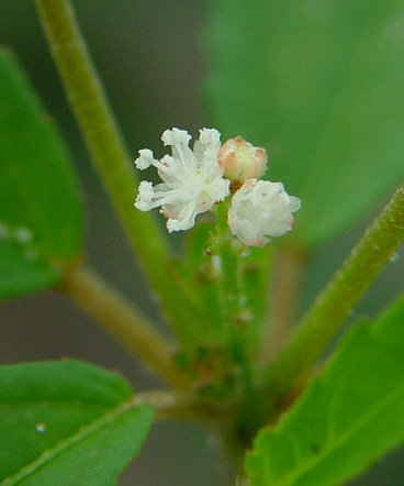 Croton_glandulosus_staminate_flowers.jpg