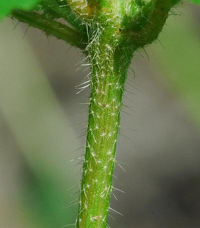 Croton_glandulosus_stem.jpg