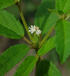 Croton glandulosus thumbnail