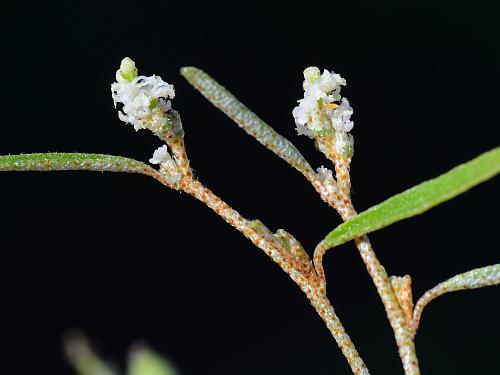 Croton_michauxii_flowers.jpg