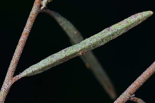 Croton_michauxii_leaf2.jpg