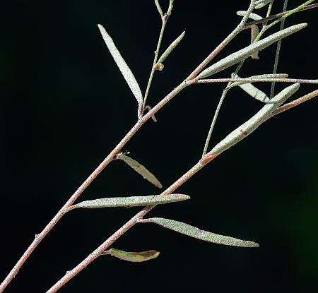 Croton_michauxii_stem1.jpg