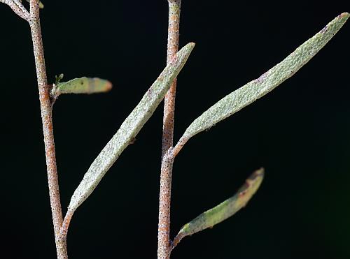 Croton_michauxii_stem2.jpg