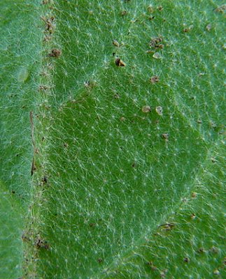 Croton_monanthogynus_abaxial_leaf.jpg