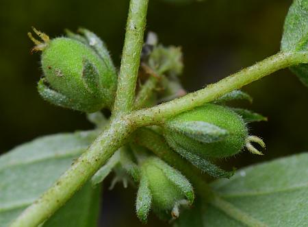 Croton_monanthogynus_fruits.jpg