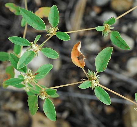 Croton_monanthogynus_inflorescences.jpg