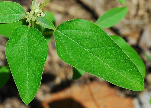 Croton_monanthogynus_leaf1.jpg