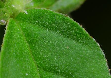 Croton_monanthogynus_leaf1a.jpg