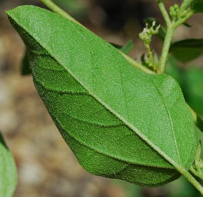 Croton_monanthogynus_leaf2.jpg