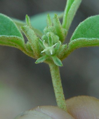 Croton_monanthogynus_pistillate_flower.jpg