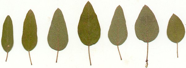 Croton_monanthogynus_pressed_leaves.jpg