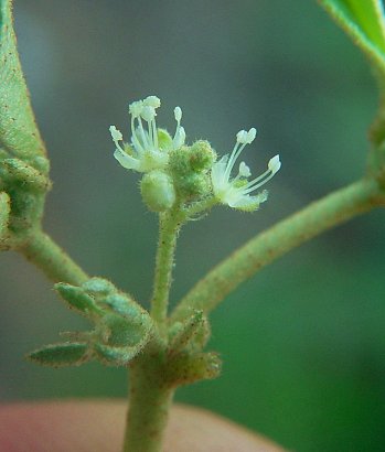 Croton_monanthogynus_staminate_flowers.jpg