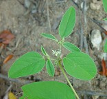 Croton monanthogynus thumbnail