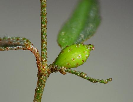 Croton_willdenowii_fruit.jpg