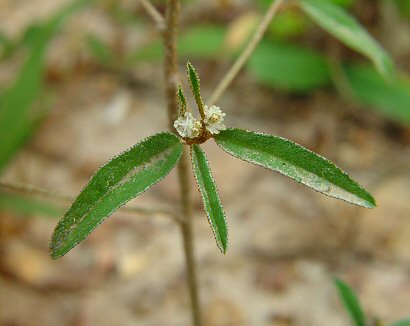 Croton_willdenowii_inflorescence.jpg