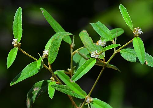 Croton_willdenowii_inflorescence2.jpg