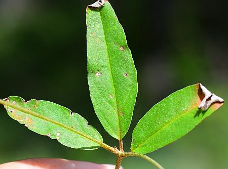 Croton_willdenowii_leaf1.jpg