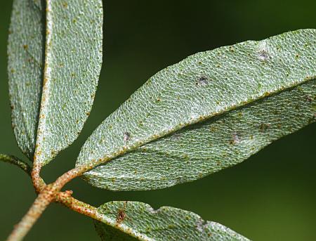 Croton_willdenowii_leaf2.jpg