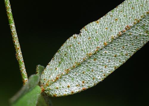 Croton_willdenowii_leaf2b.jpg