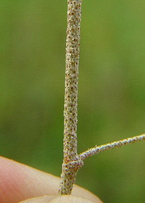 Croton_willdenowii_stem.jpg