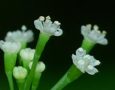 Cryptotaenia_canadensis_flowers.jpg