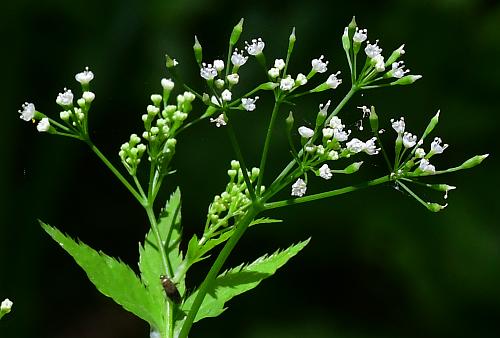 Cryptotaenia_canadensis_inflorescence.jpg