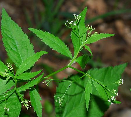 Cryptotaenia_canadensis_inflorescence1.jpg