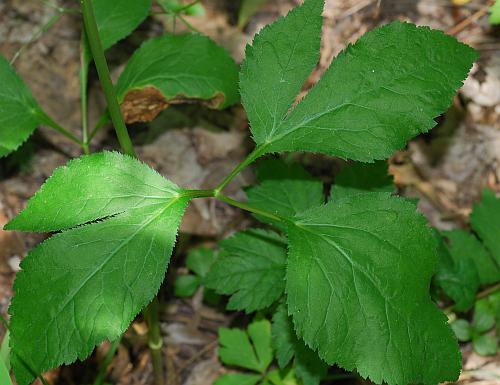 Cryptotaenia_canadensis_leaf1a.jpg