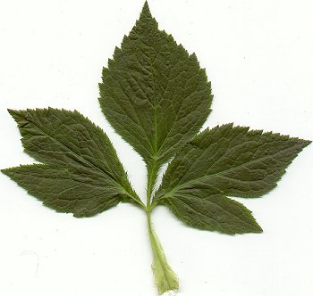 Cryptotaenia_canadensis_leaf3.jpg