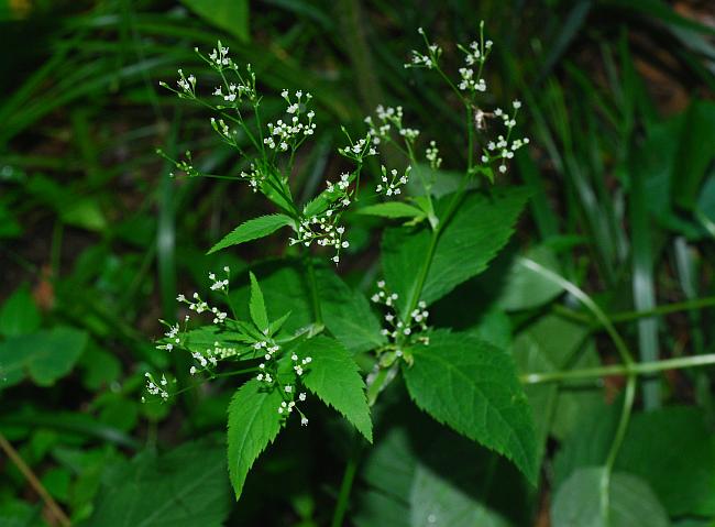 Cryptotaenia_canadensis_plant.jpg