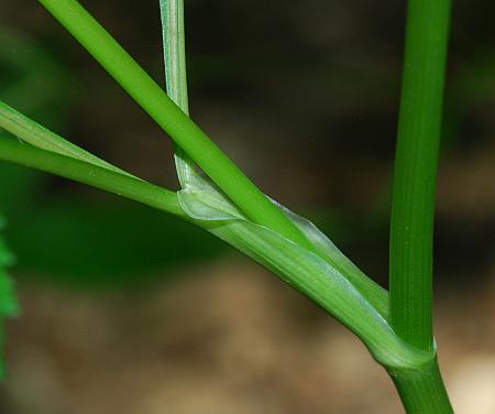 Cryptotaenia_canadensis_sheath.jpg