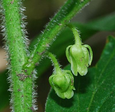 Cubelium_concolor_flowers1.jpg