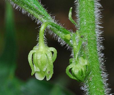 Cubelium_concolor_flowers2.jpg