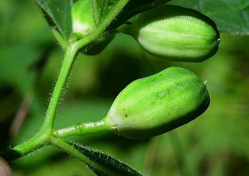 Cubelium_concolor_fruit1.jpg