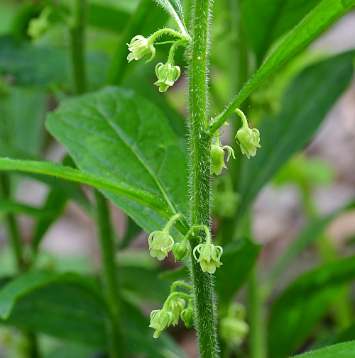 Cubelium_concolor_inflorescence.jpg
