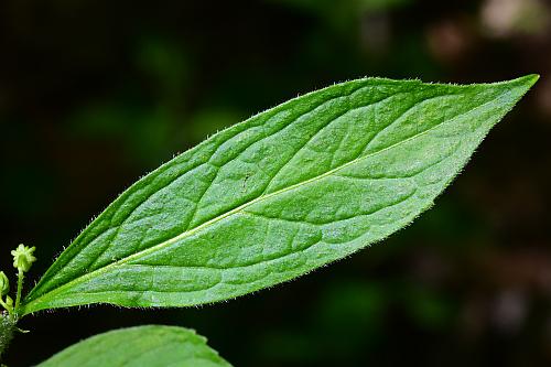 Cubelium_concolor_leaf1.jpg