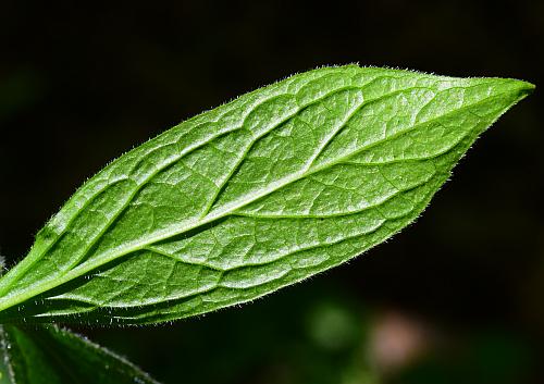 Cubelium_concolor_leaf2.jpg