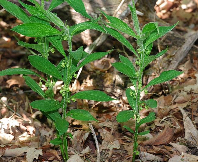 Cubelium_concolor_plant.jpg