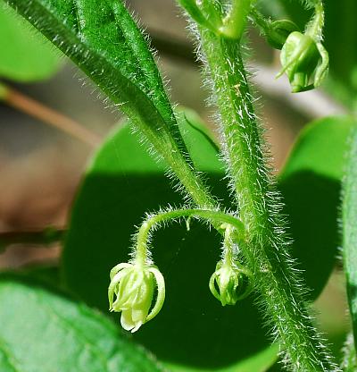 Cubelium_concolor_stem.jpg