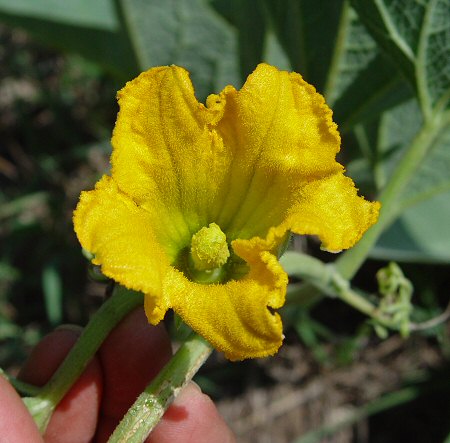 Cucurbita_foetidissima_flower.jpg