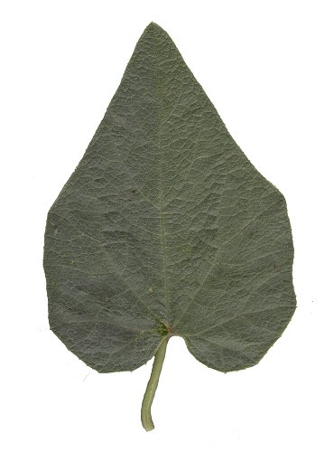 Cucurbita_foetidissima_leaf.jpg