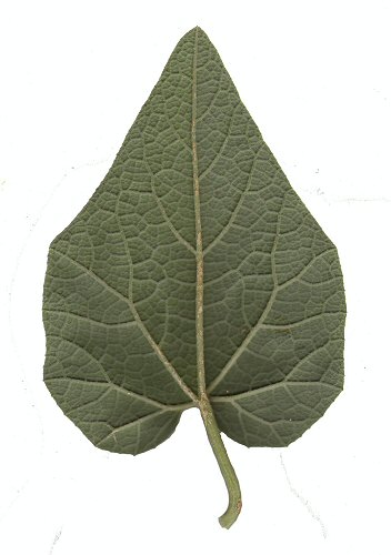 Cucurbita_foetidissima_leaf2.jpg