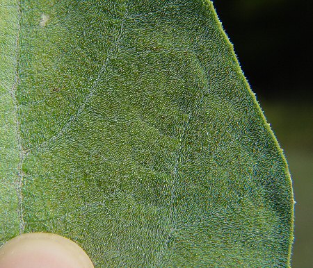 Cucurbita_foetidissima_leaf_surface.jpg