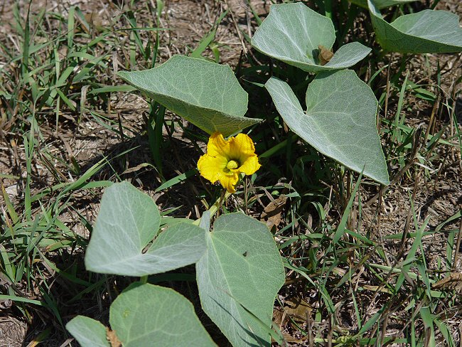 Cucurbita_foetidissima_plant.jpg