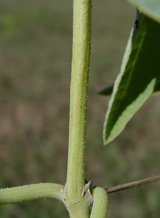 Cucurbita_foetidissima_stem.jpg