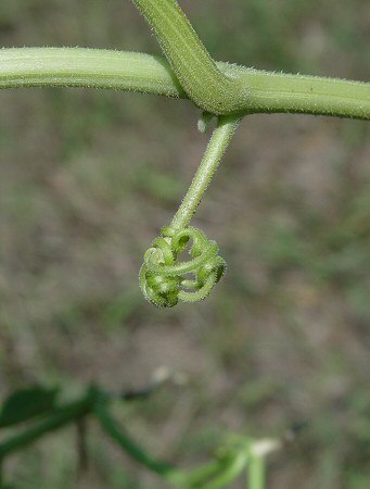 Cucurbita_foetidissima_tendril.jpg