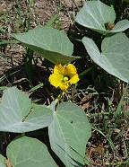 Cucurbita foetidissima thumbnail