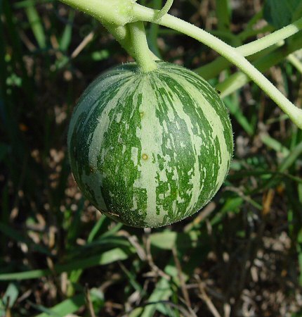 Cucurbita_foetidissima_young_fruit.jpg