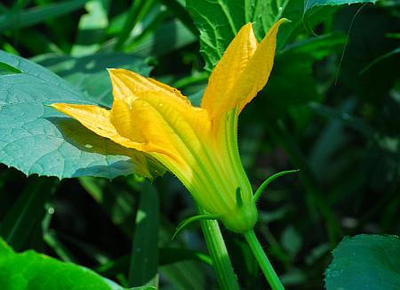 Cucurbita_pepo_flower.jpg